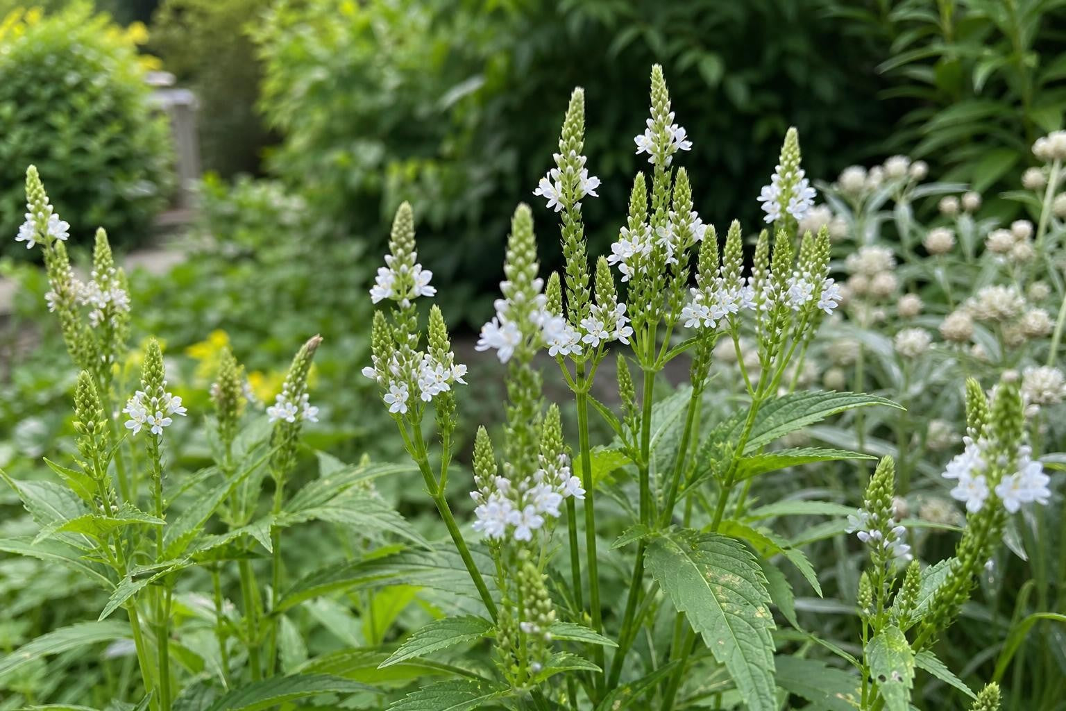 Verbena hastata - ‘White Spires’ – perennial garden photograph 4
