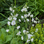 Veronica gentianoides (Gentian Speedwell) – perennial garden photograph 1