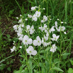 Veronica gentianoides (Gentian Speedwell) – perennial garden photograph 2