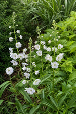 Veronica gentianoides (Gentian Speedwell) – perennial garden photograph 3