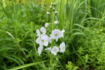 Veronica gentianoides (Gentian Speedwell) – perennial garden photograph 4