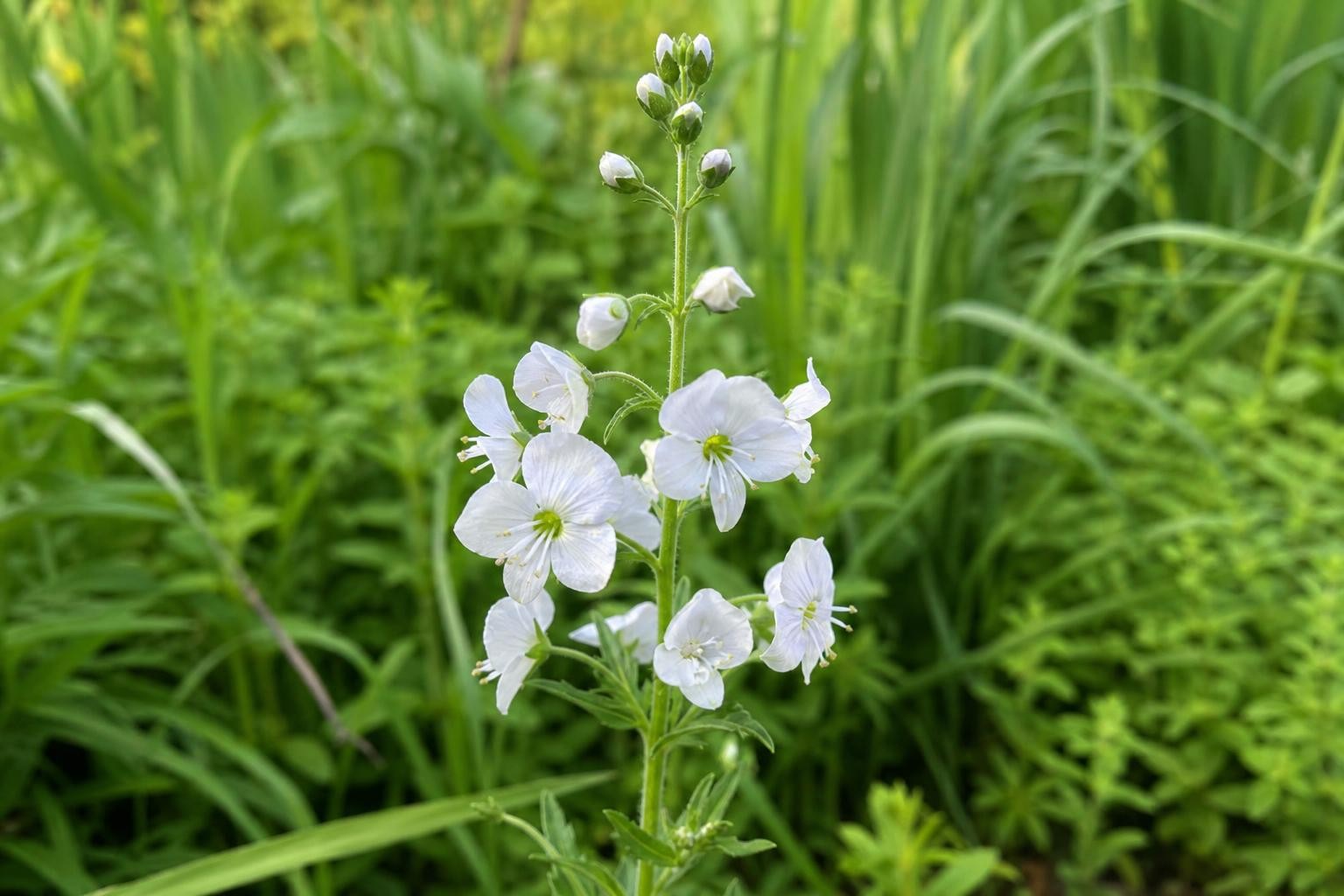Veronica gentianoides (Gentian Speedwell) – perennial garden photograph 4
