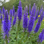 Veronica spicata (Spiked Speedwell) – perennial garden photograph 1