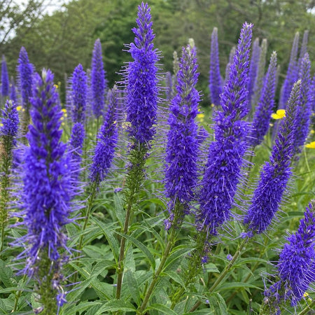 Veronica spicata (Spiked Speedwell) – perennial garden photograph 1