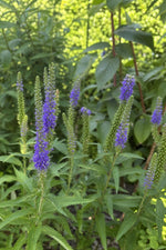 Veronica spicata (Spiked Speedwell) – perennial garden photograph 3