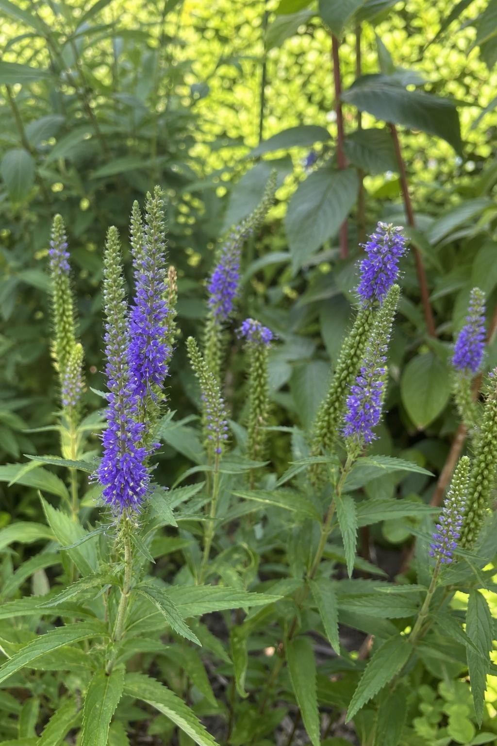 Veronica spicata (Spiked Speedwell) – perennial garden photograph 3