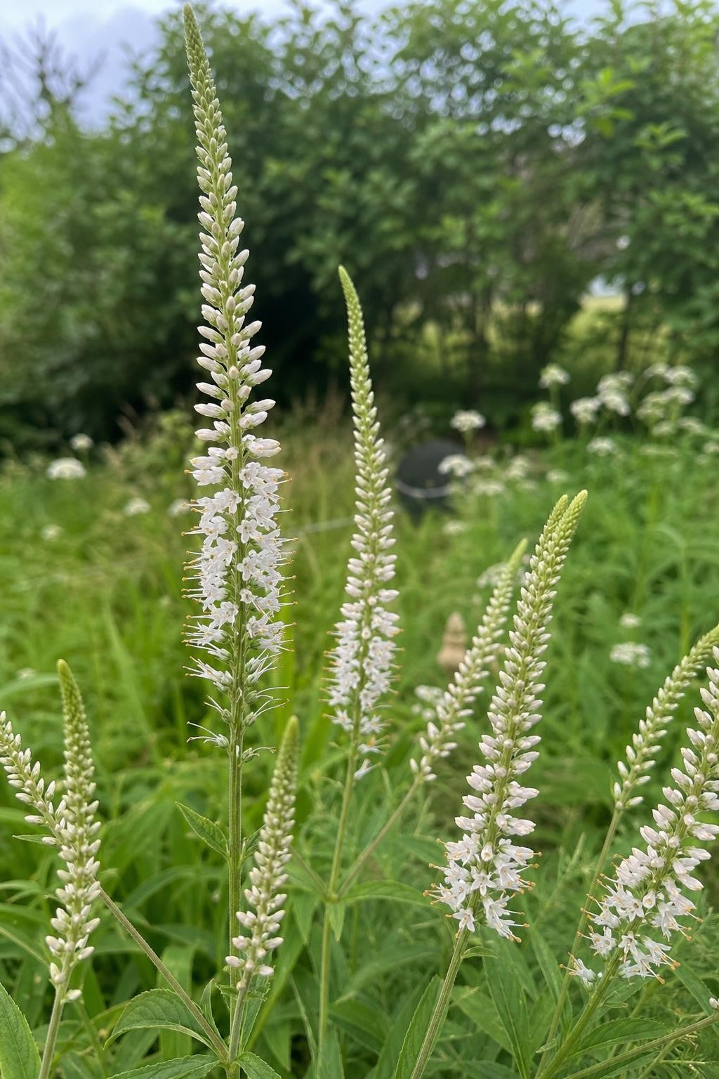 Veronicastrum virginicum - ‘Album’ (Culver's Root) – perennial garden photograph 3