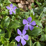 Vinca major (Greater Periwinkle) – perennial garden photograph 2