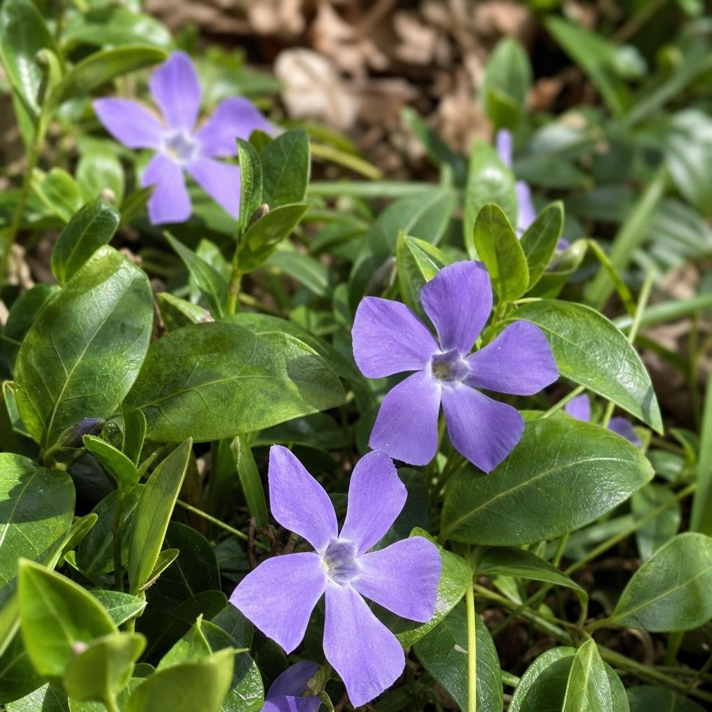Vinca major (Greater Periwinkle) – perennial garden photograph 2