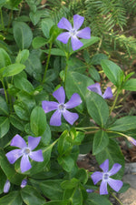 Vinca major (Greater Periwinkle) – perennial garden photograph 3