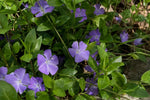 Vinca major (Greater Periwinkle) – perennial garden photograph 4