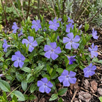 Vinca minor (Lesser Periwinkle) – perennial garden photograph 2