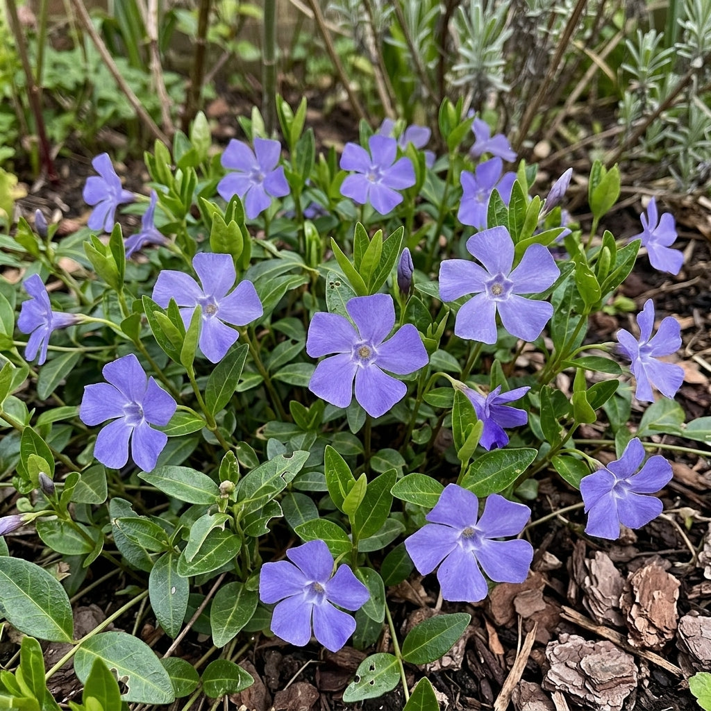 Vinca minor (Lesser Periwinkle) – perennial garden photograph 2