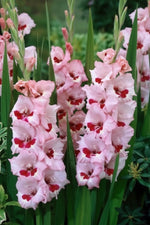 Gladiolus 'Wine and Roses' (Sword Lily) - Harding & Bloom
