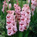 Gladiolus 'Wine and Roses' (Sword Lily) - Harding & Bloom