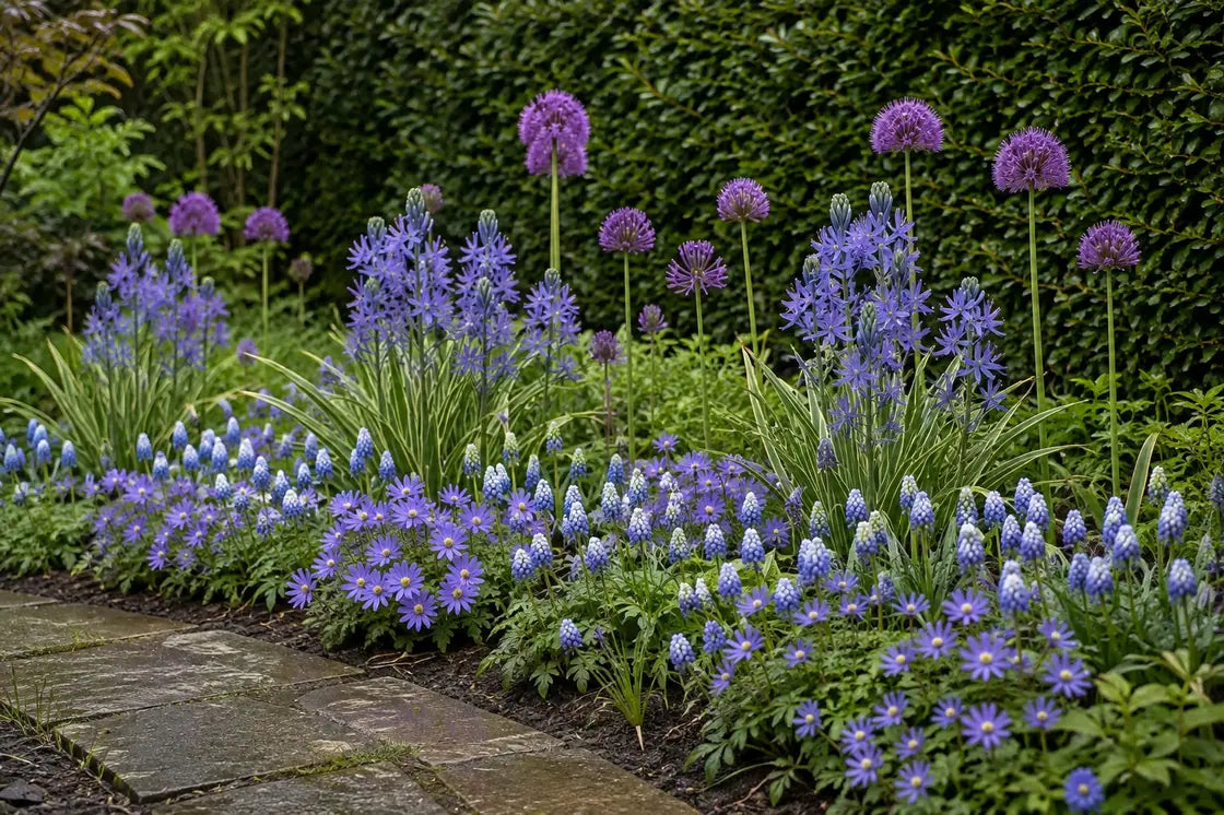 Blue and violet spring meadow planted beside a stone path