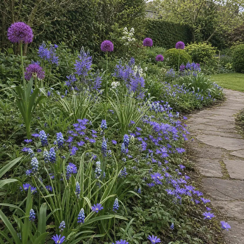 The complete Blue and Violet Spring Meadow with alliums, camassia, muscari and anemones