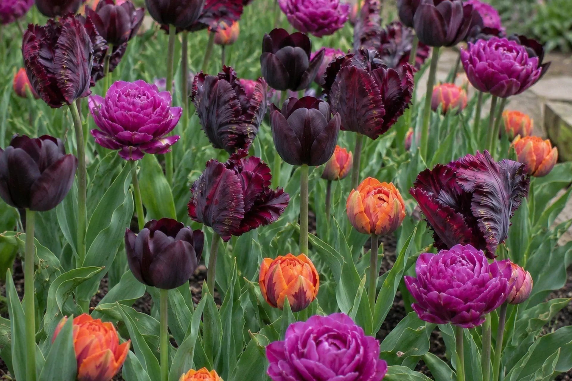 Jewel-toned tulip garden combining near-black, burgundy, magenta and apricot flowers