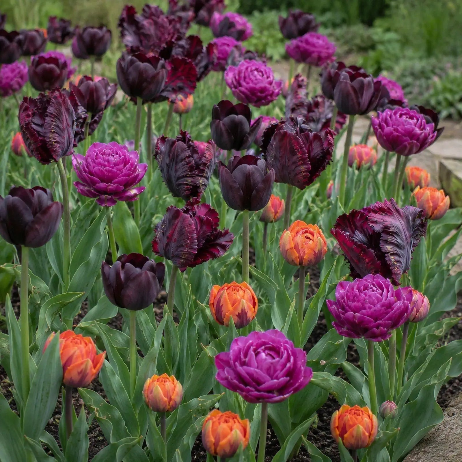 The complete Jewel-Toned Tulip Cutting Garden in bloom