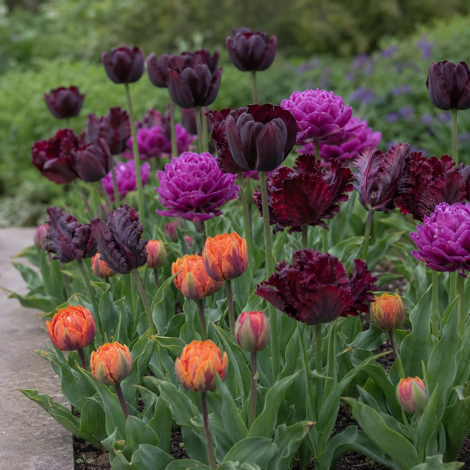 Mid-distance view through the layered jewel-toned tulip planting