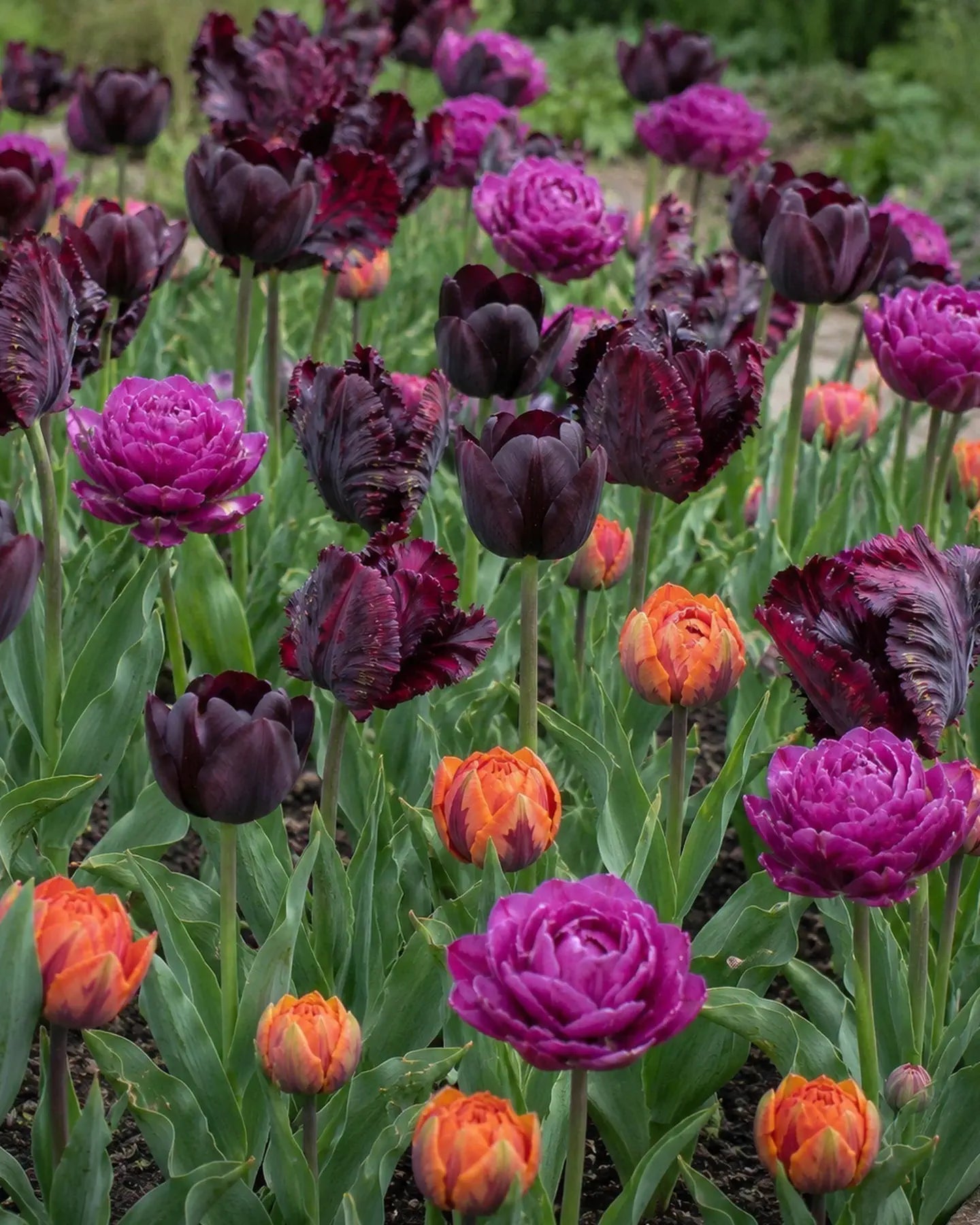 Portrait view showing the colour and height of the jewel-toned tulip design