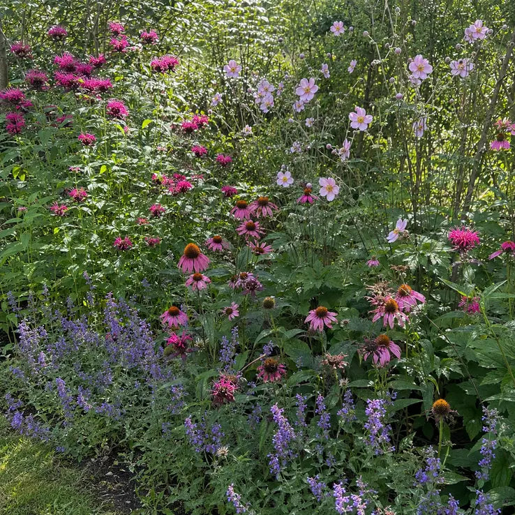 The complete Long-Summer Pollinator Border in full flower