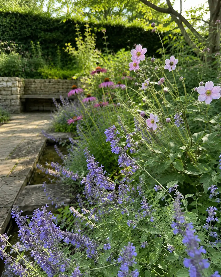 Portrait view through blue nepeta and soft pink Japanese anemones