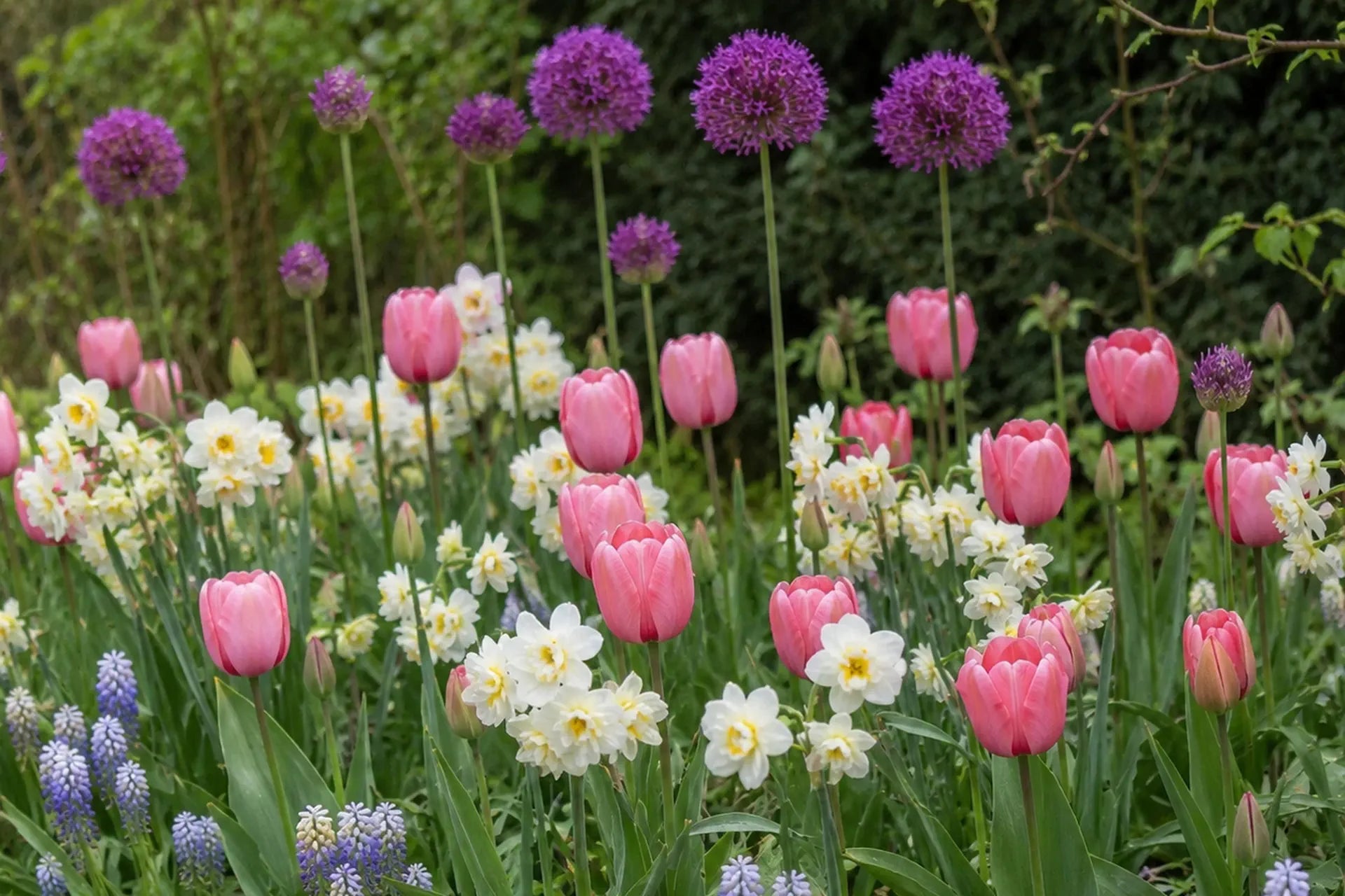 Soft Spring Border flowering with pink tulips, white narcissus, violet alliums and blue muscari