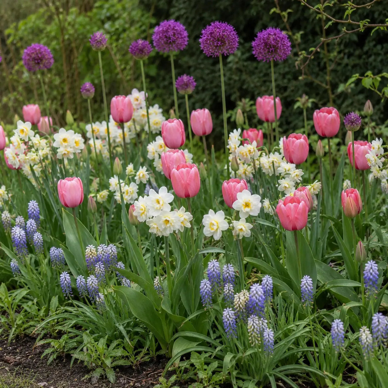 The complete Soft Spring Border planted in generous natural groups