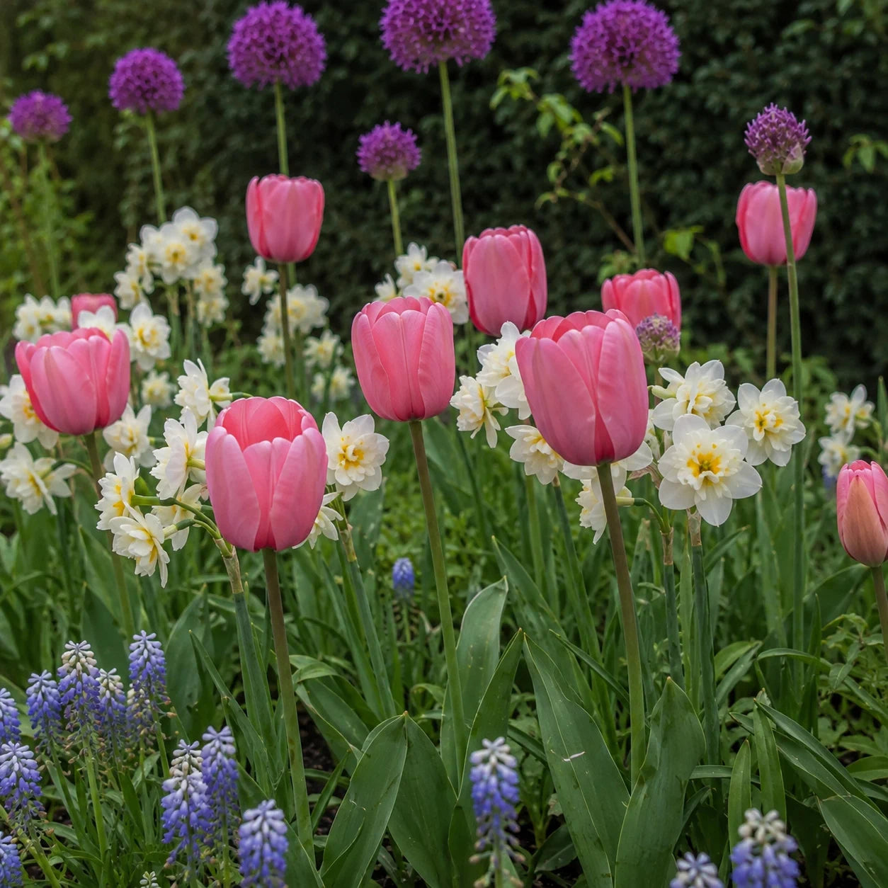 Closer view through pink tulips, white narcissus and violet alliums