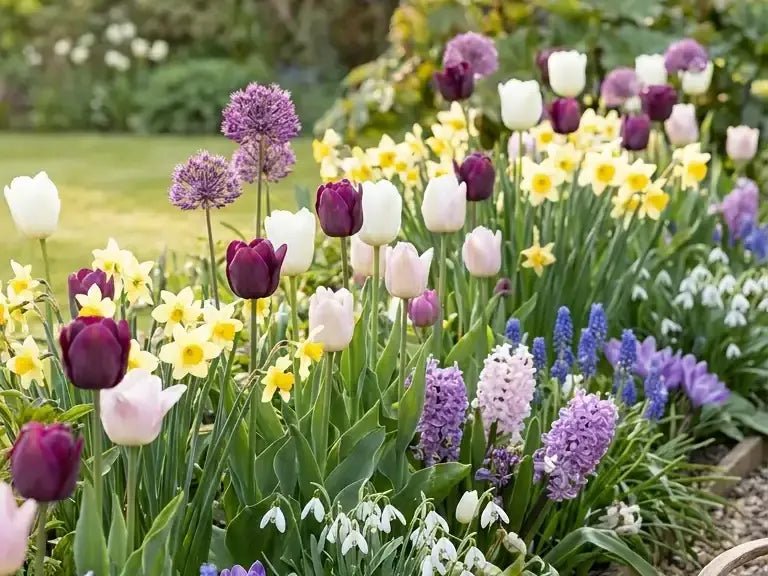 Luxury British spring garden planted with tulips, narcissus, alliums, hyacinths and snowdrops