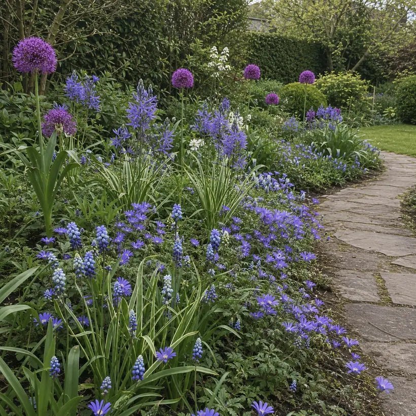 The complete Blue and Violet Spring Meadow with alliums, camassia, muscari and anemones