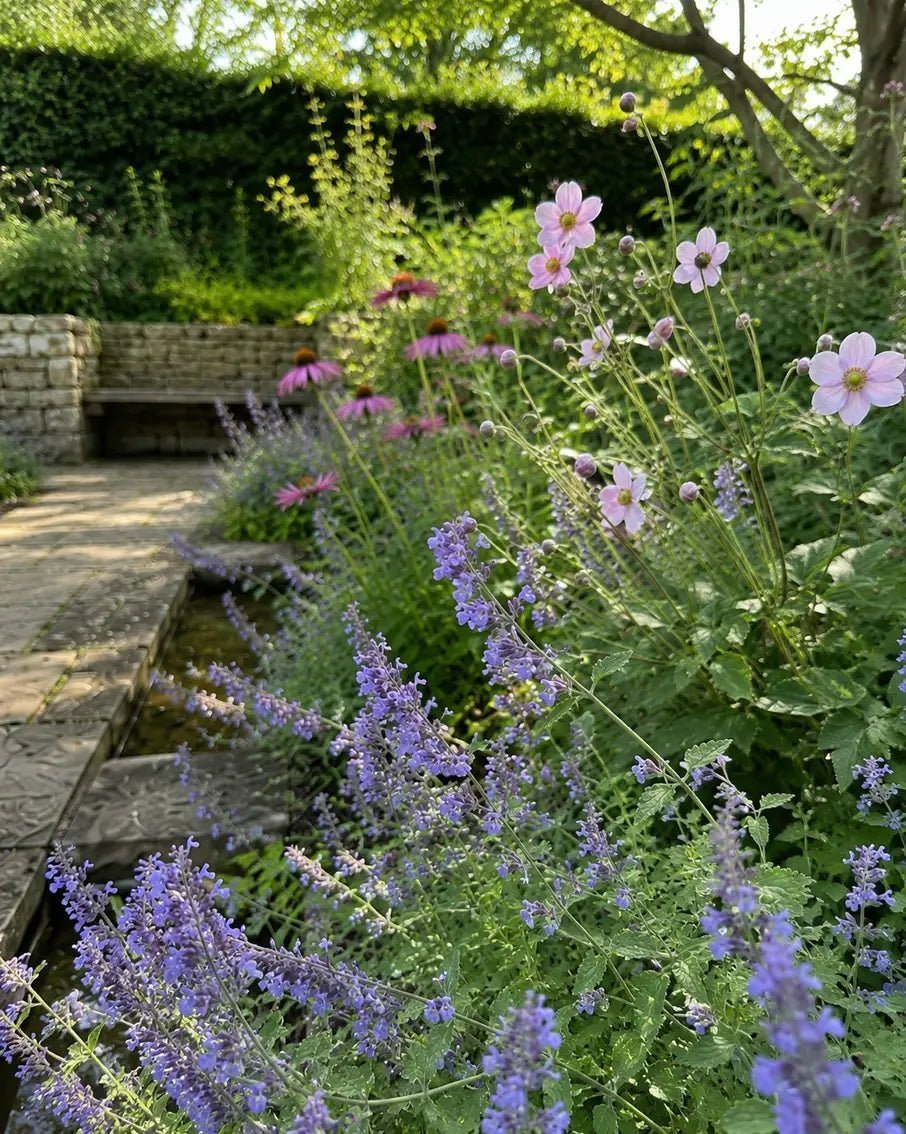 Portrait view through blue nepeta and soft pink Japanese anemones